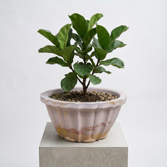 Studio Line Lotus Planter in light lavender and light orange styled with a fiddle-leaf fig