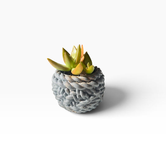 Celestial Rope Planter gray concrete rope texture planter styled with a succulent