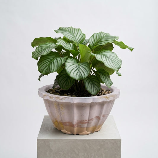 Studio Line Lotus Planter in light lavender and light orange styled with a striped prayer plant