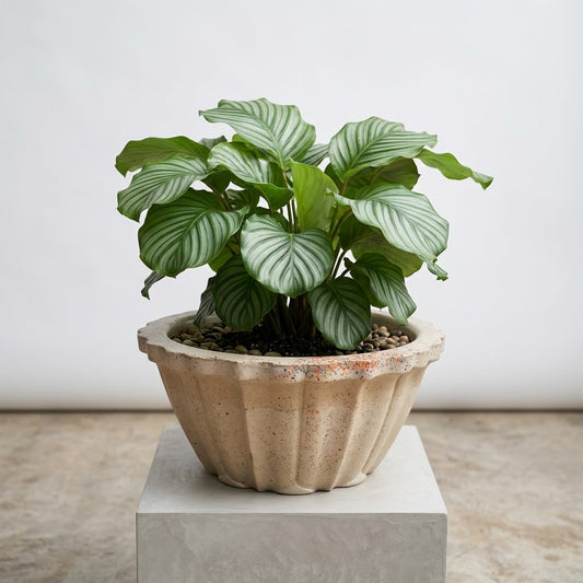 Studio Line Lotus Planter with a lush green prayer plant